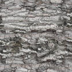 Seamless Tree Bark